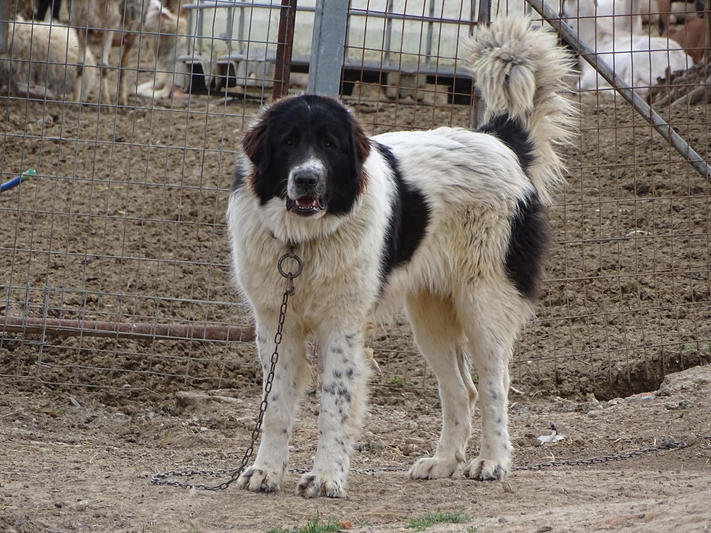 Greek Shepherd