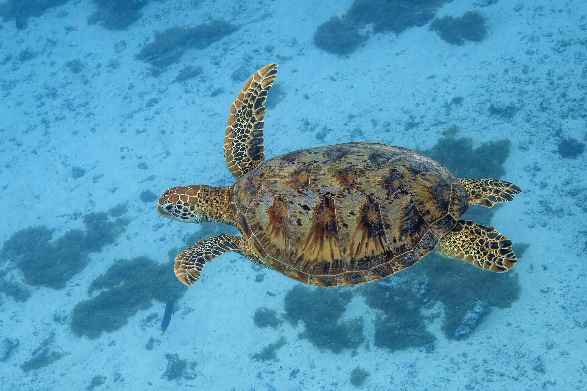 A green sea turtle swimming above a reef in Moorea