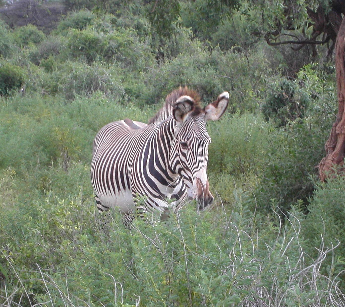 Grevy's zebra