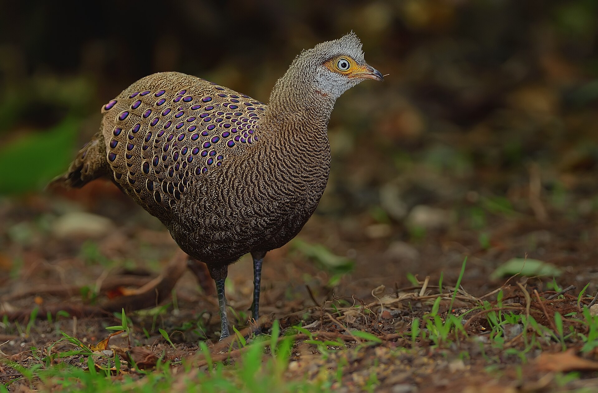 Grey Peacock Pheasant