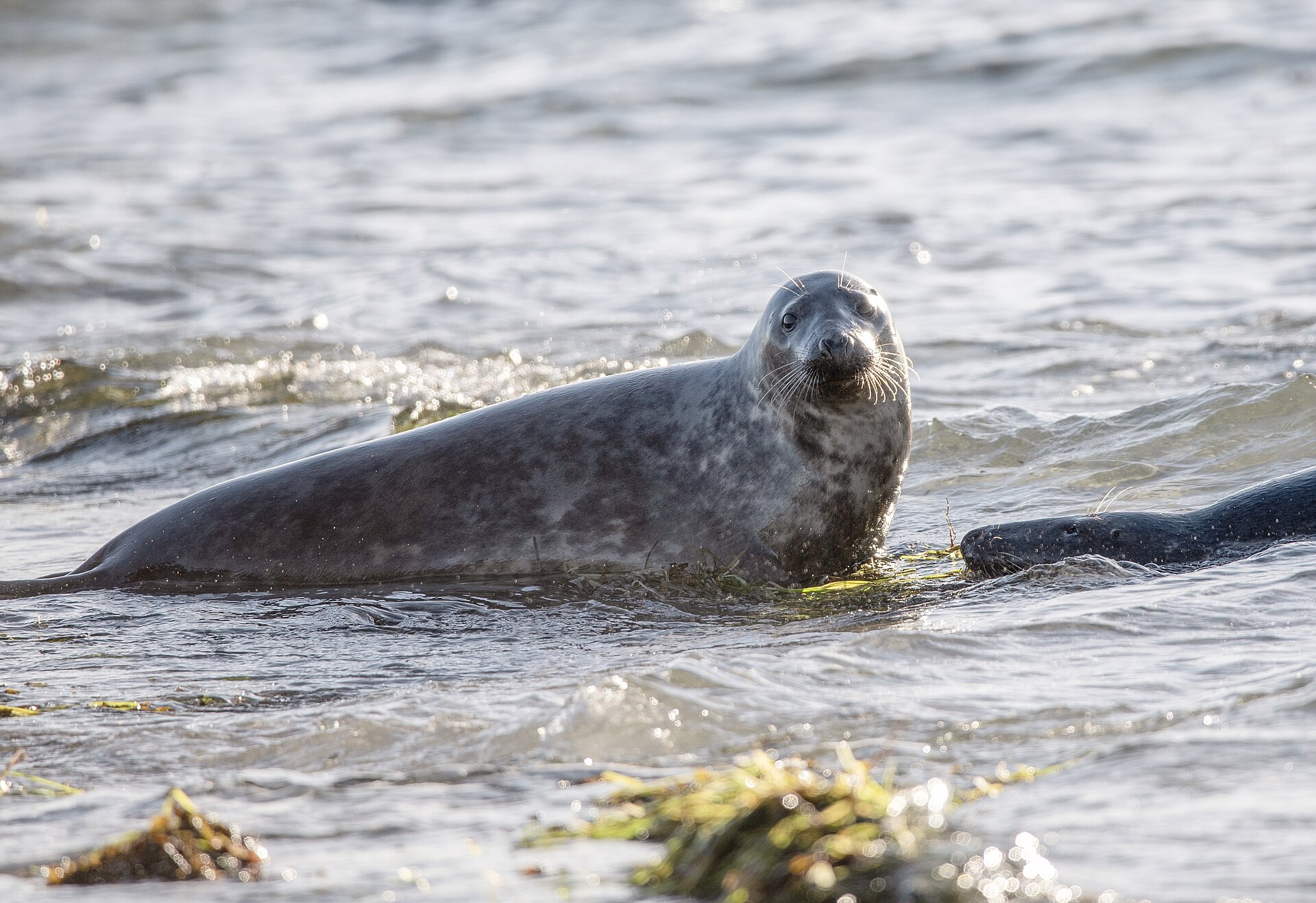 Grey Seal