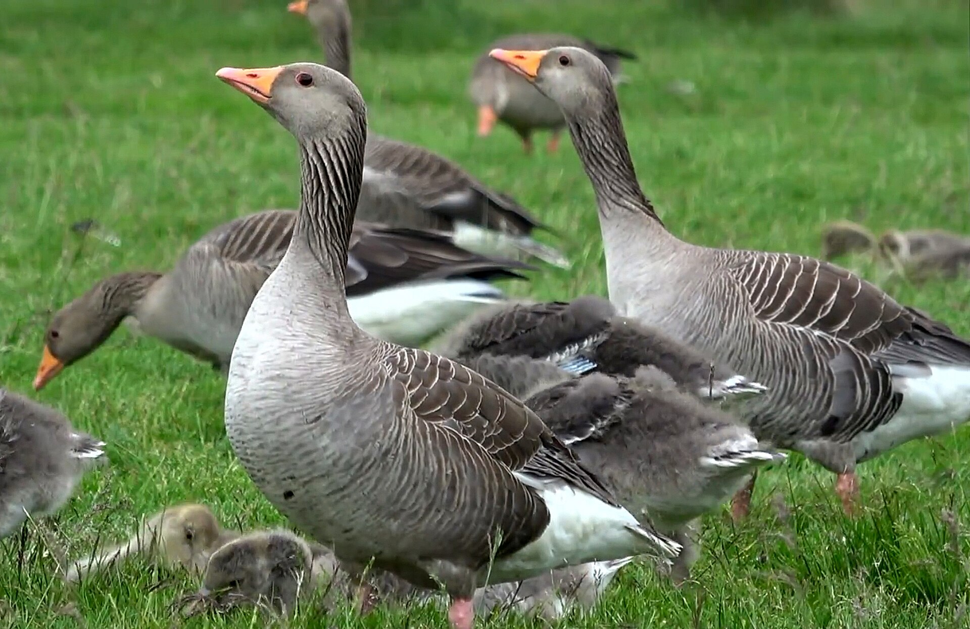 Greylag Goose