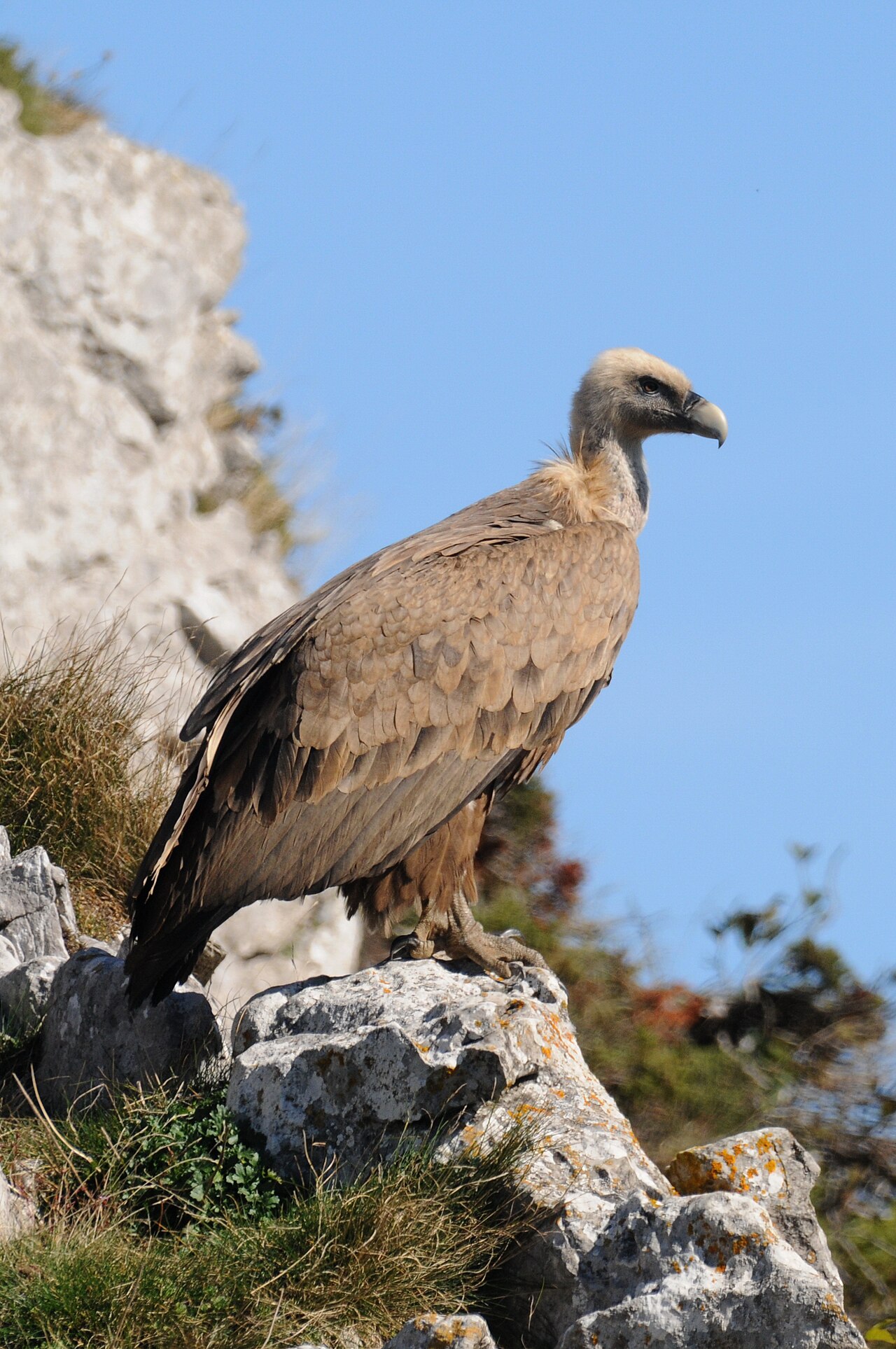 Griffon Vulture