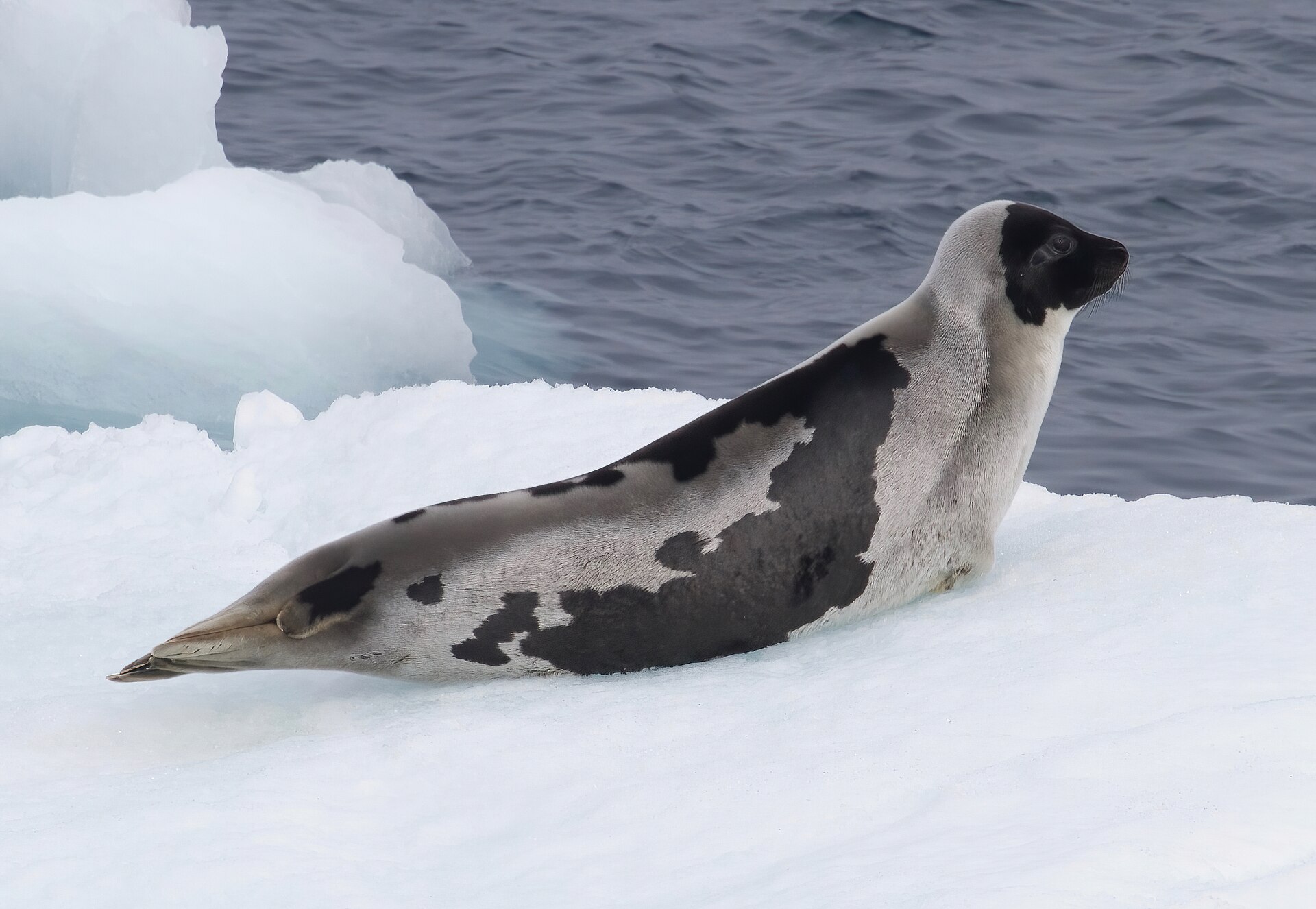 Harp Seal
