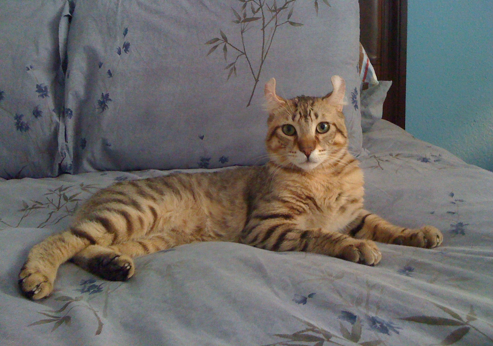 Highlander cat