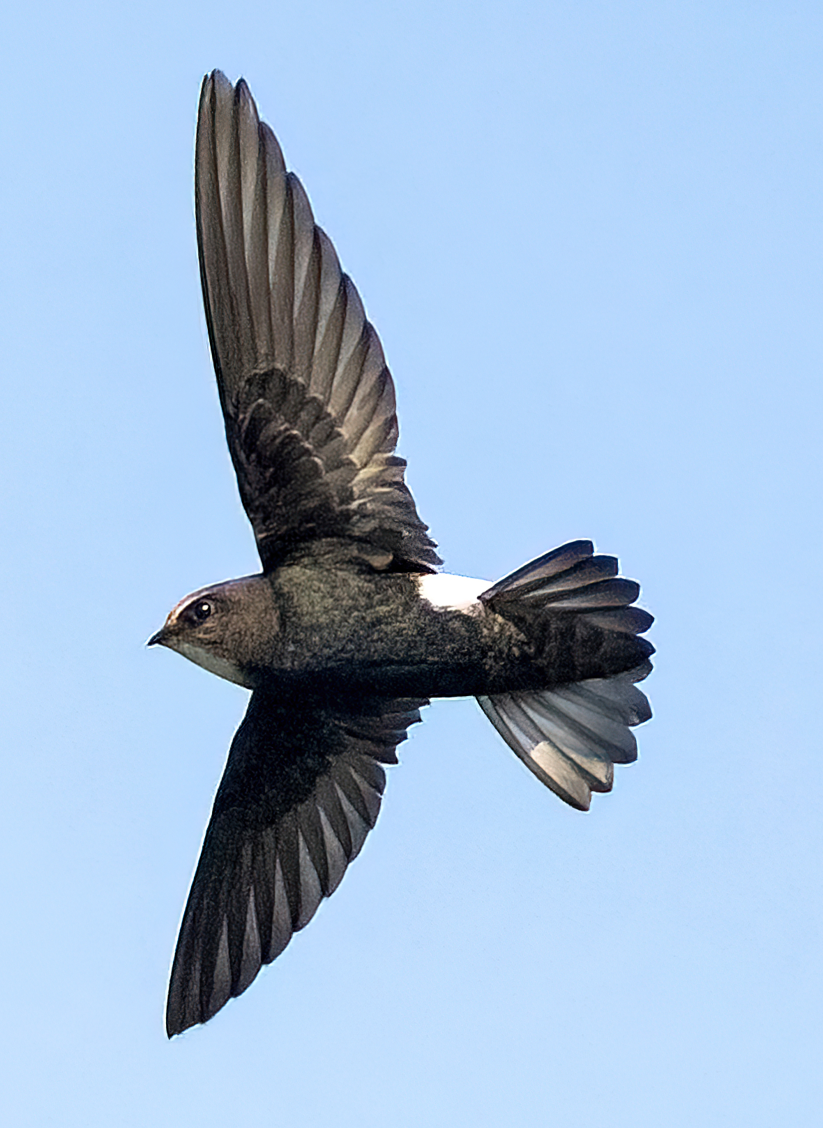 House Swift