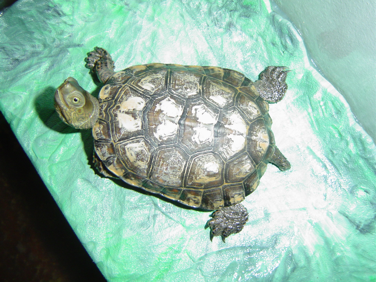 Iberian pond turtle