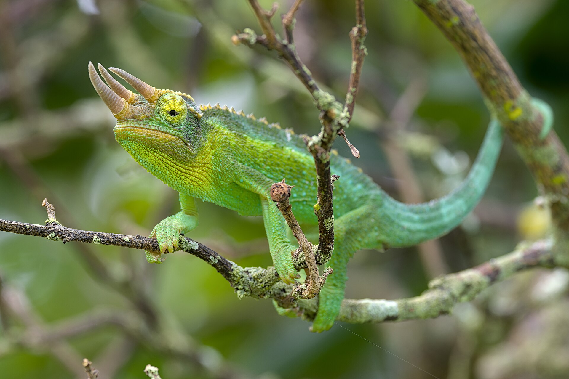 Jackson's Chameleon