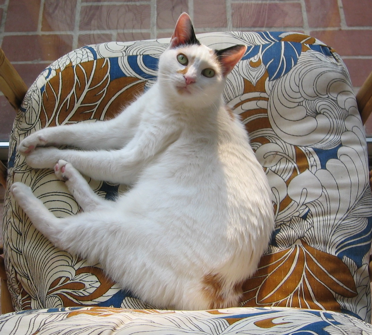 Japanese Bobtail