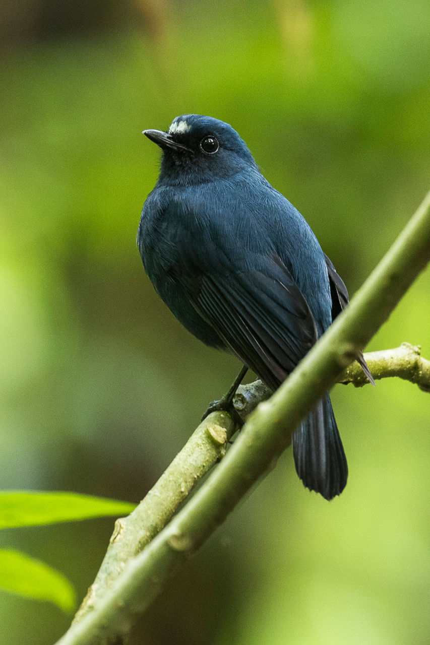 Javan Blue Robin