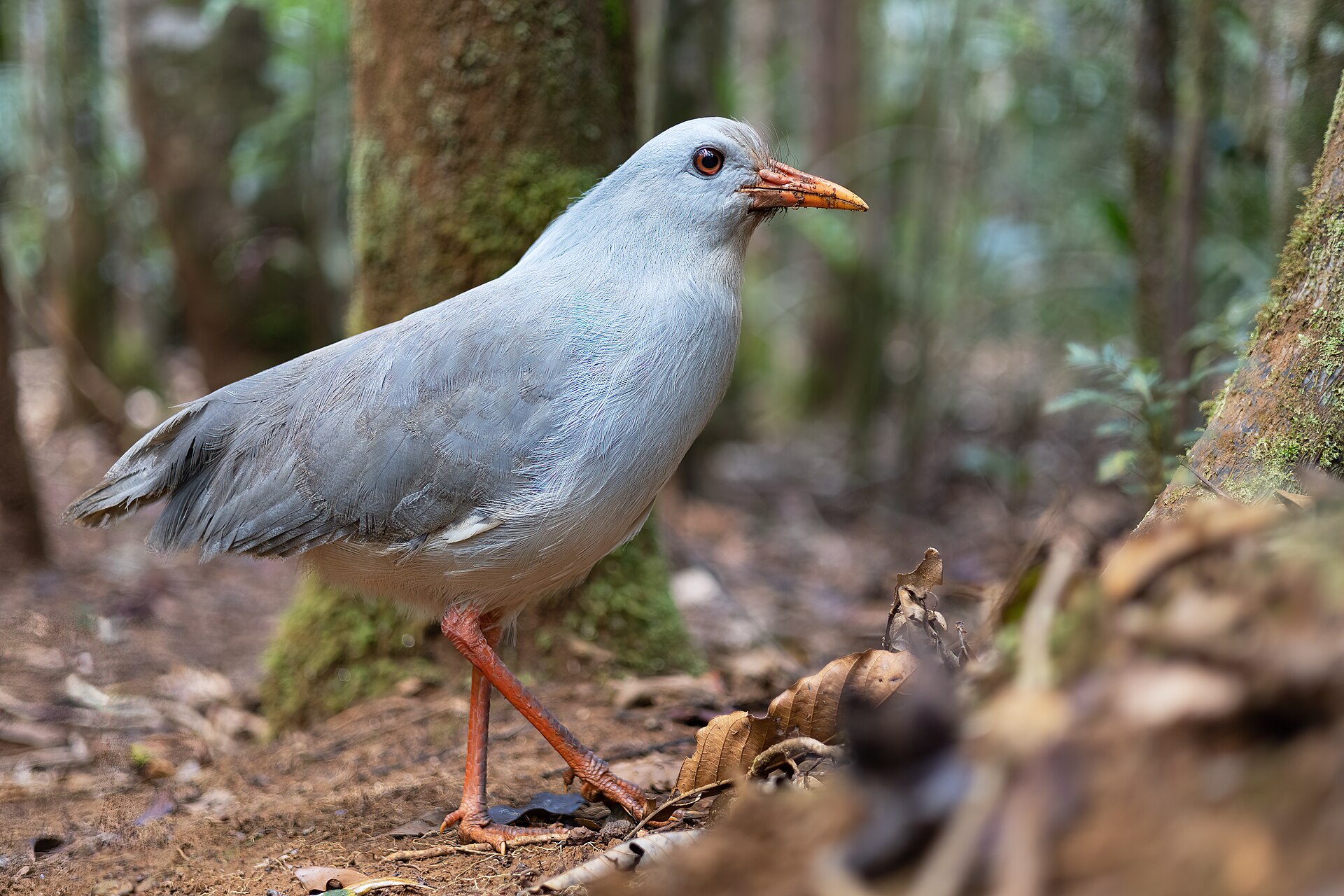 Kagu