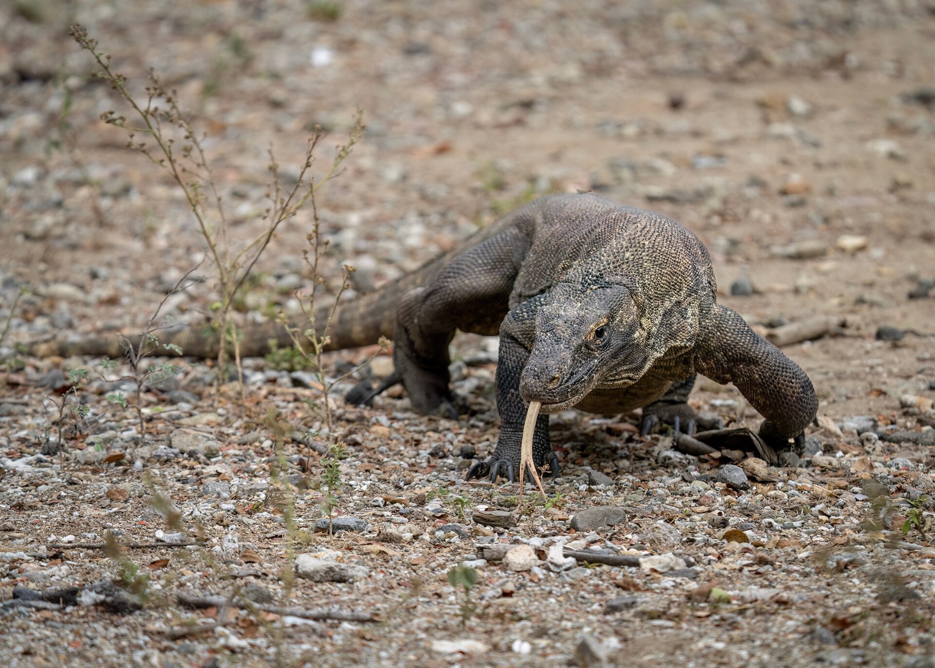 A Komodo dragon walking across dry ground