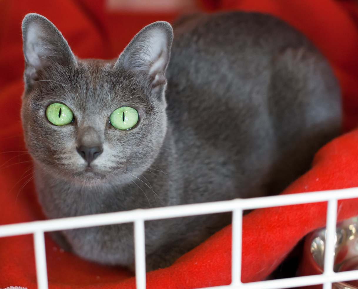Korat