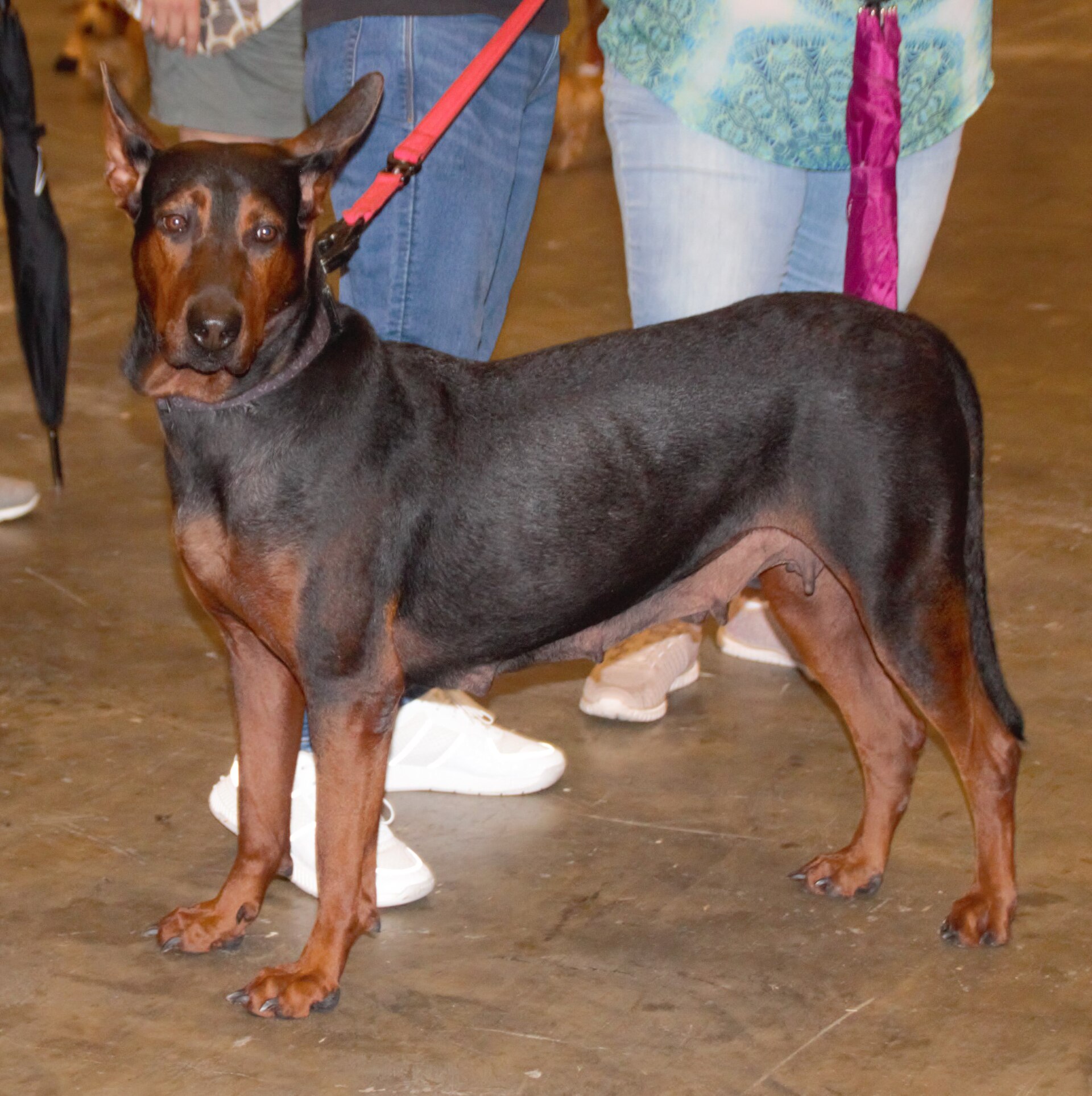 Laizhou Red Dog