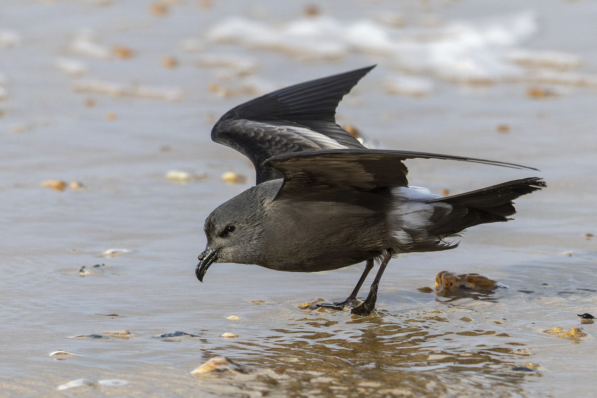 Leach’s Storm Petrel