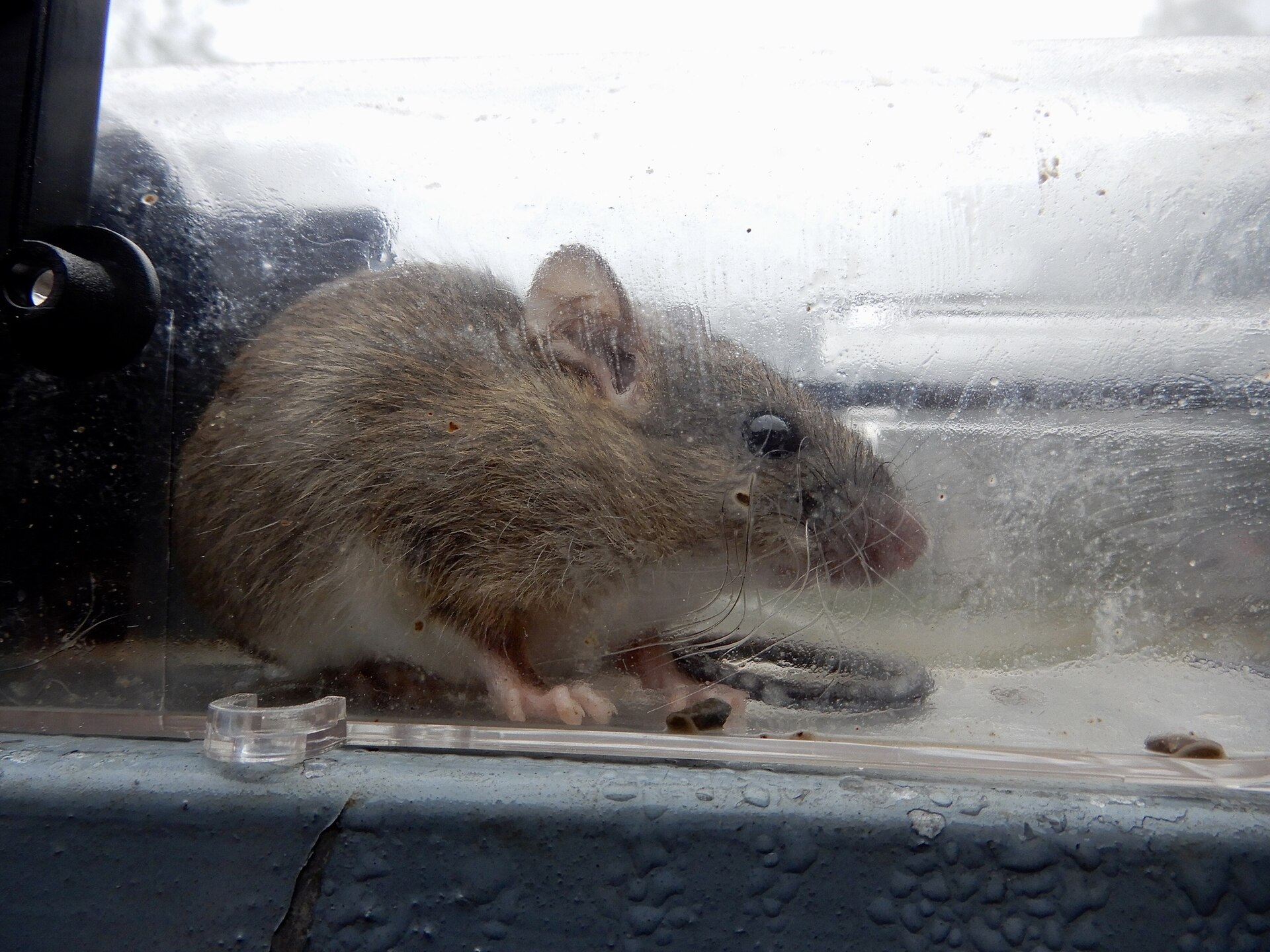 Little Indian field mouse
