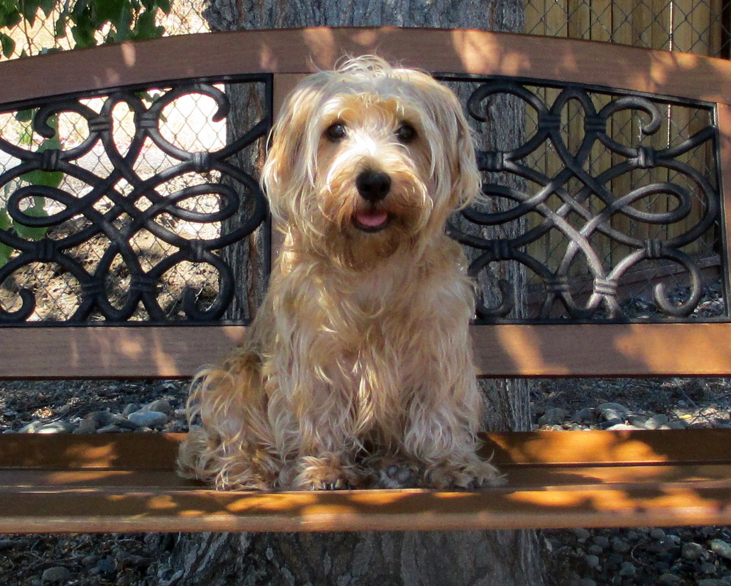Lucas Terrier