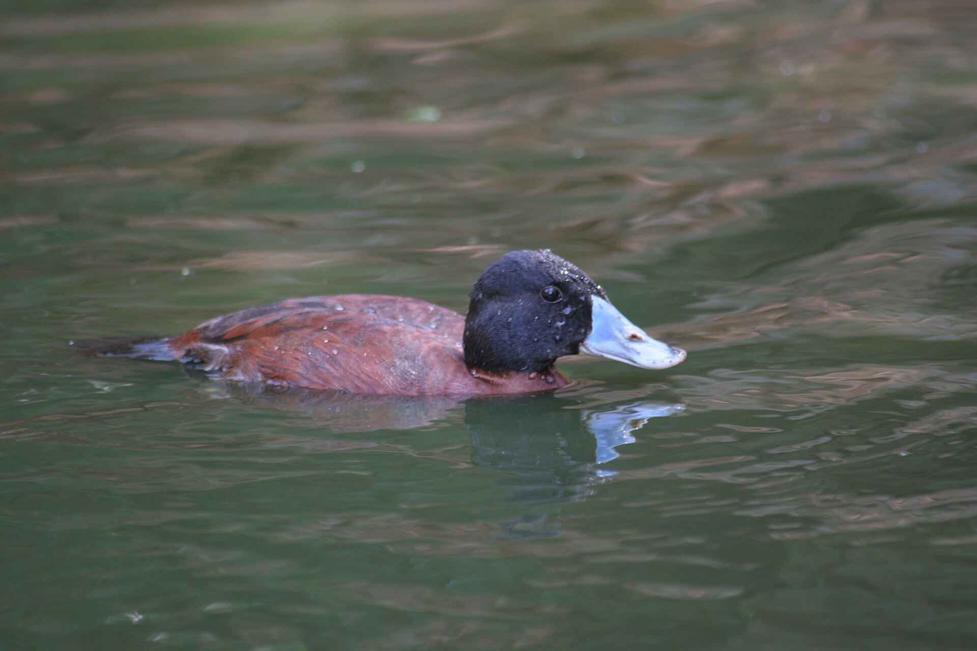 Maccoa Duck