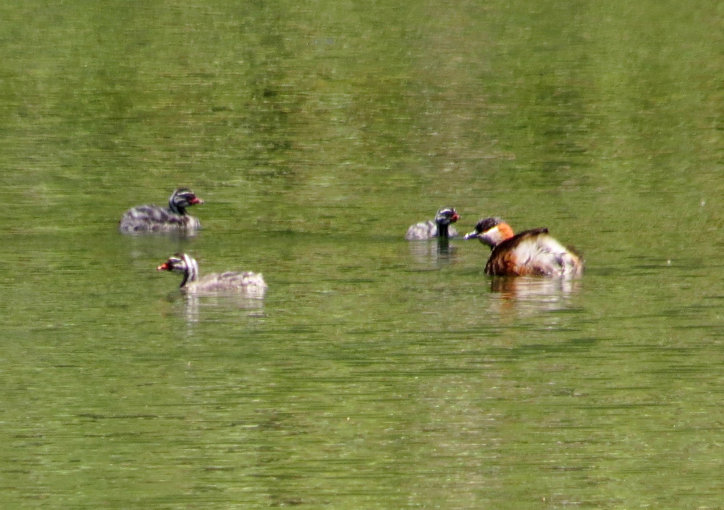 Madagascar Grebe