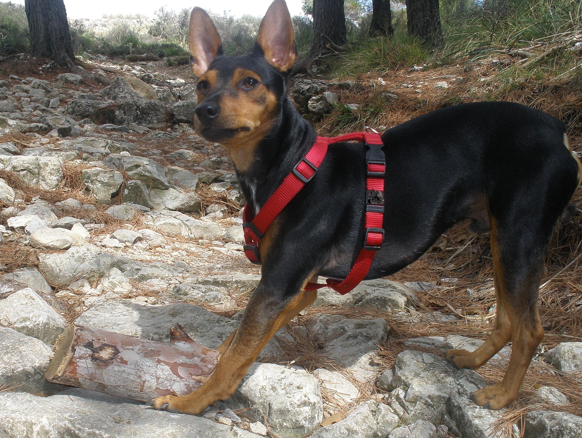Mallorcan ratter