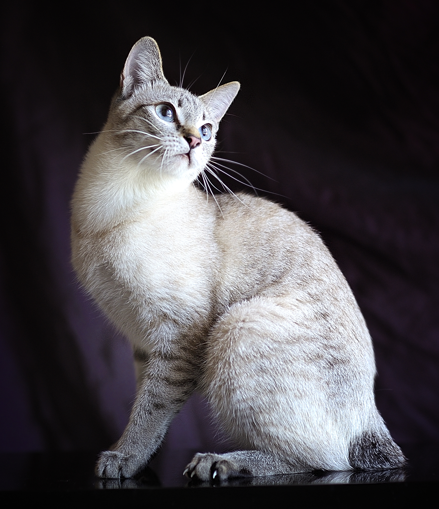 Mekong Bobtail