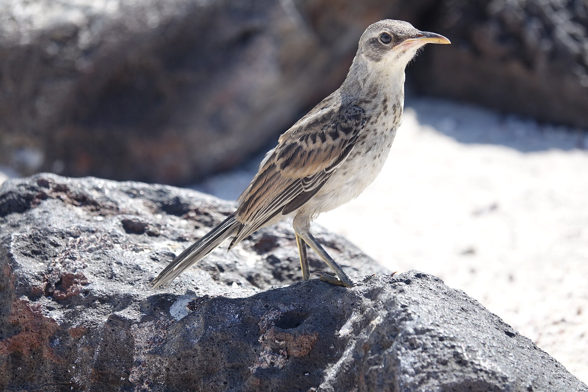 Mimus macdonaldi