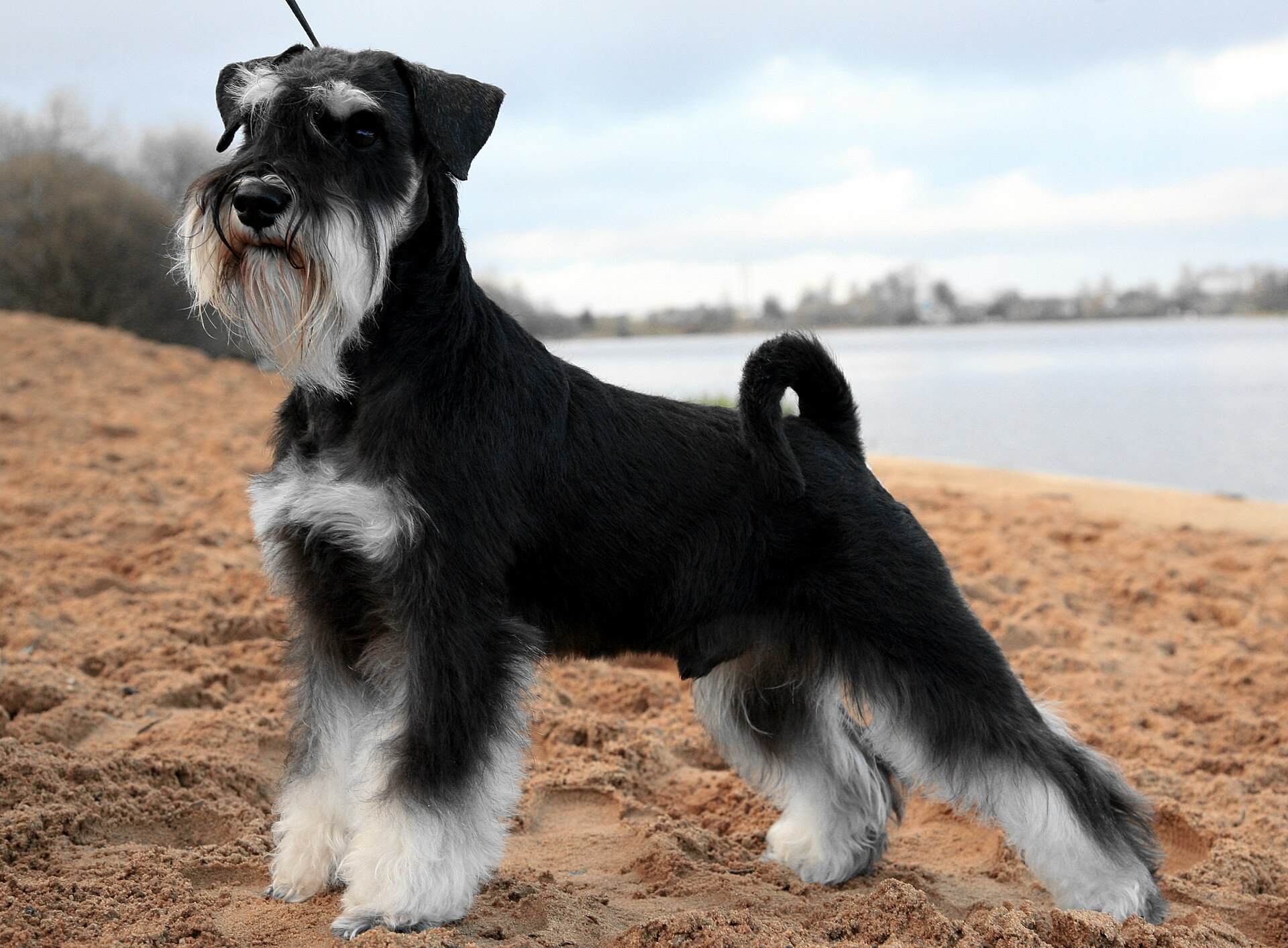 Miniature Schnauzer