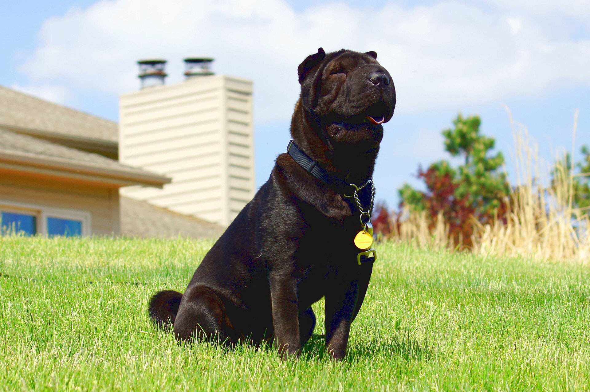 Miniature Shar Pei