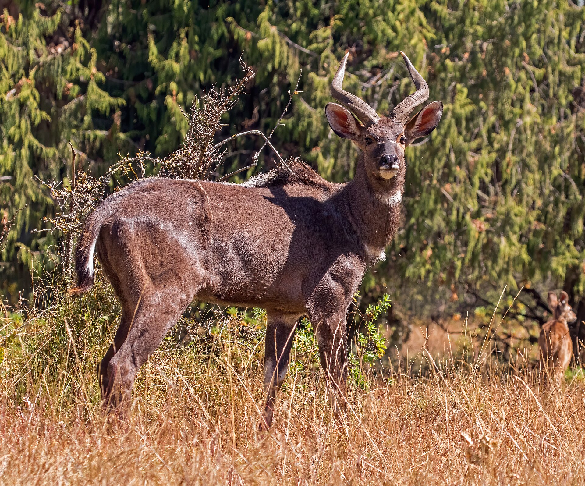 mountain nyala