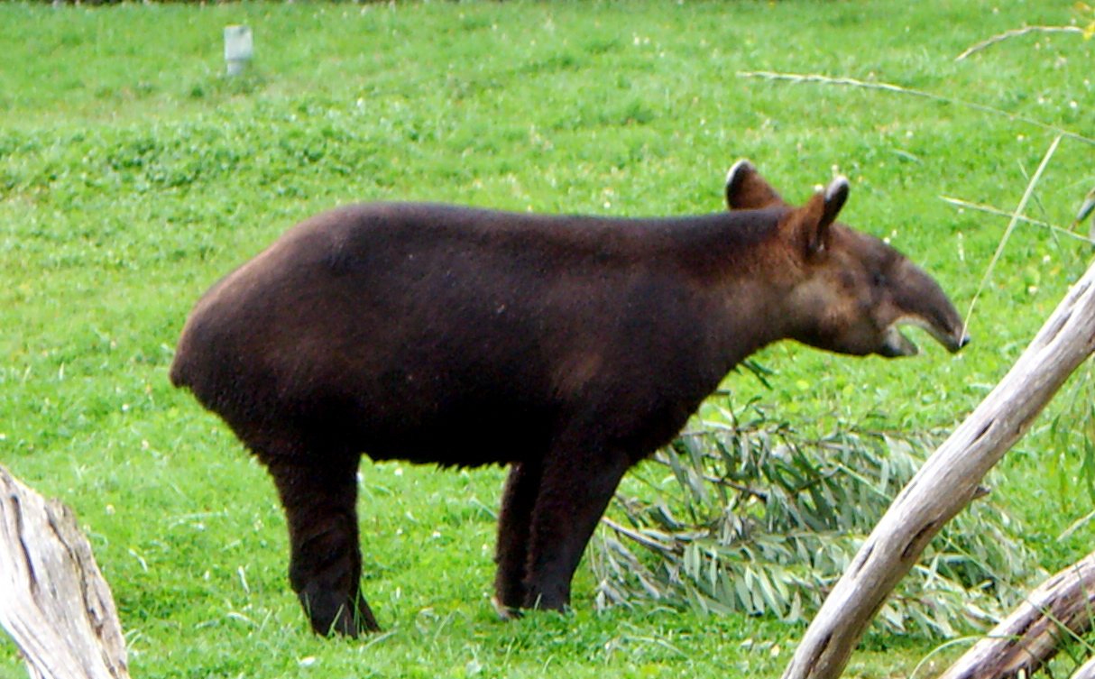 mountain tapir