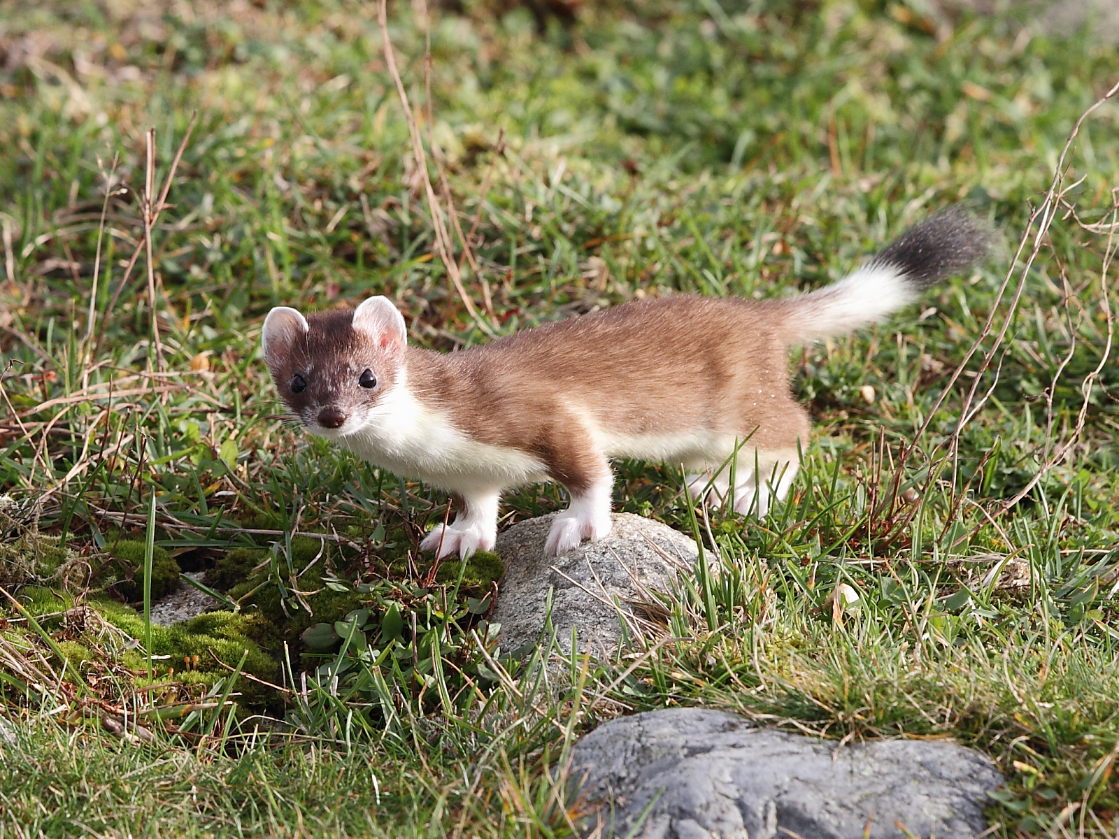 Mustela erminea