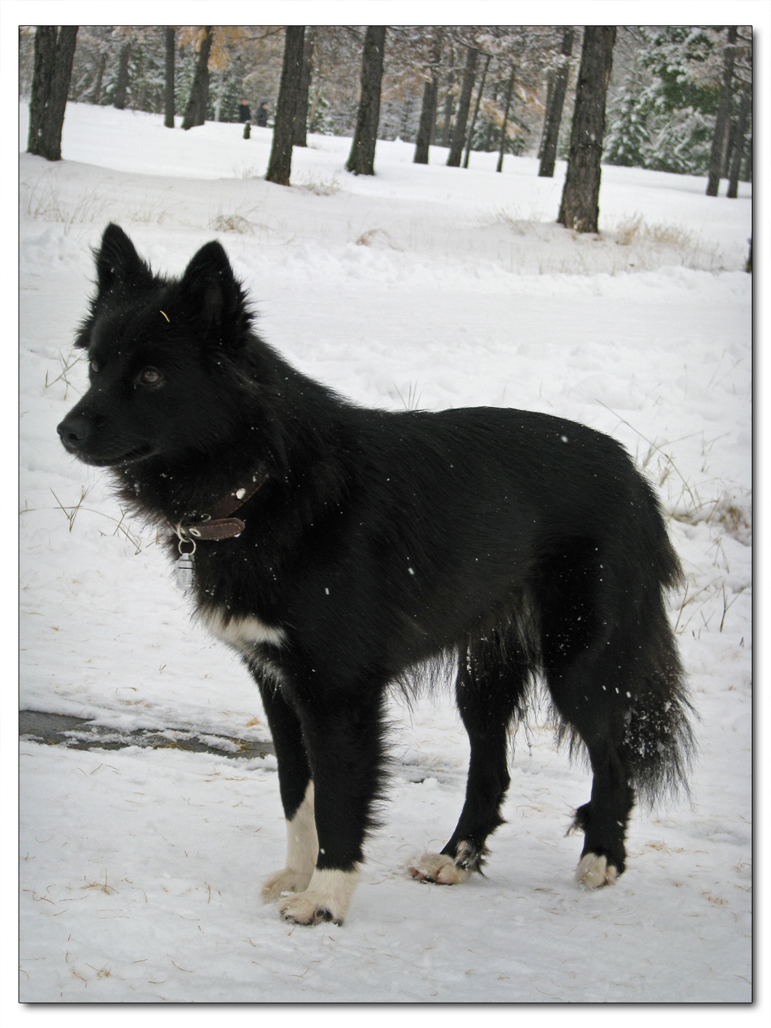 Nenets Herding Laika