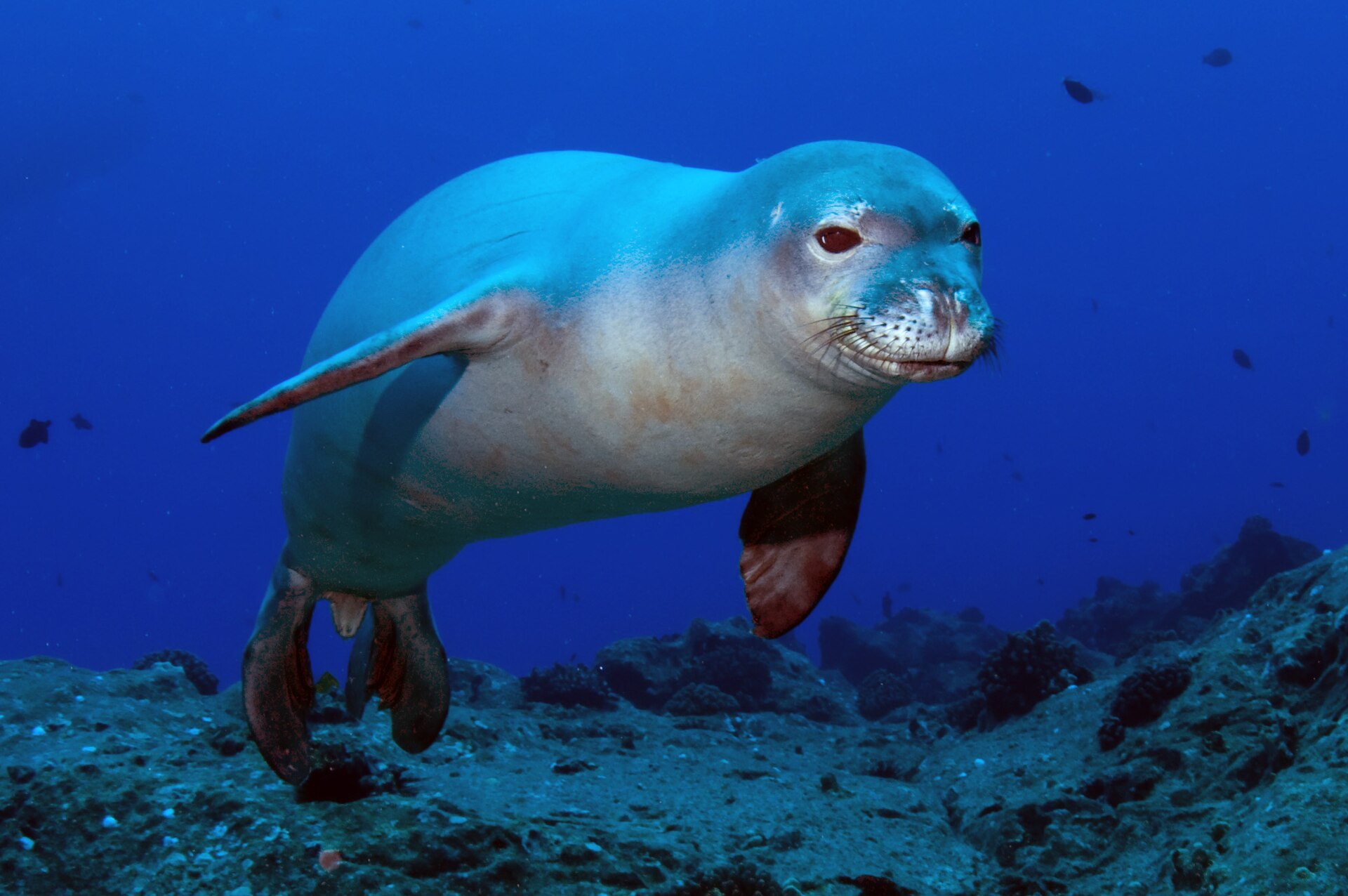 Neomonachus schauinslandi