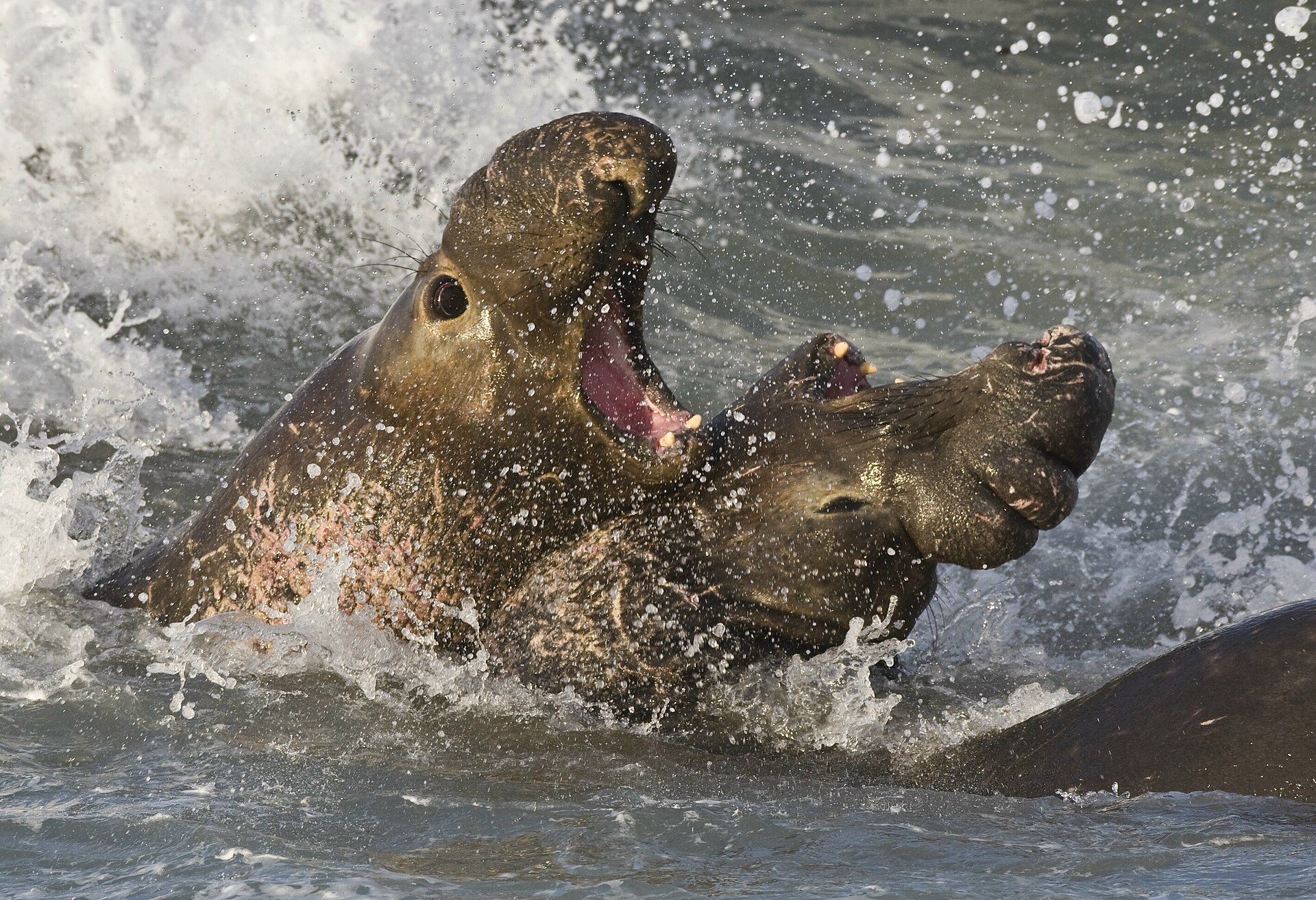 northern elephant seal