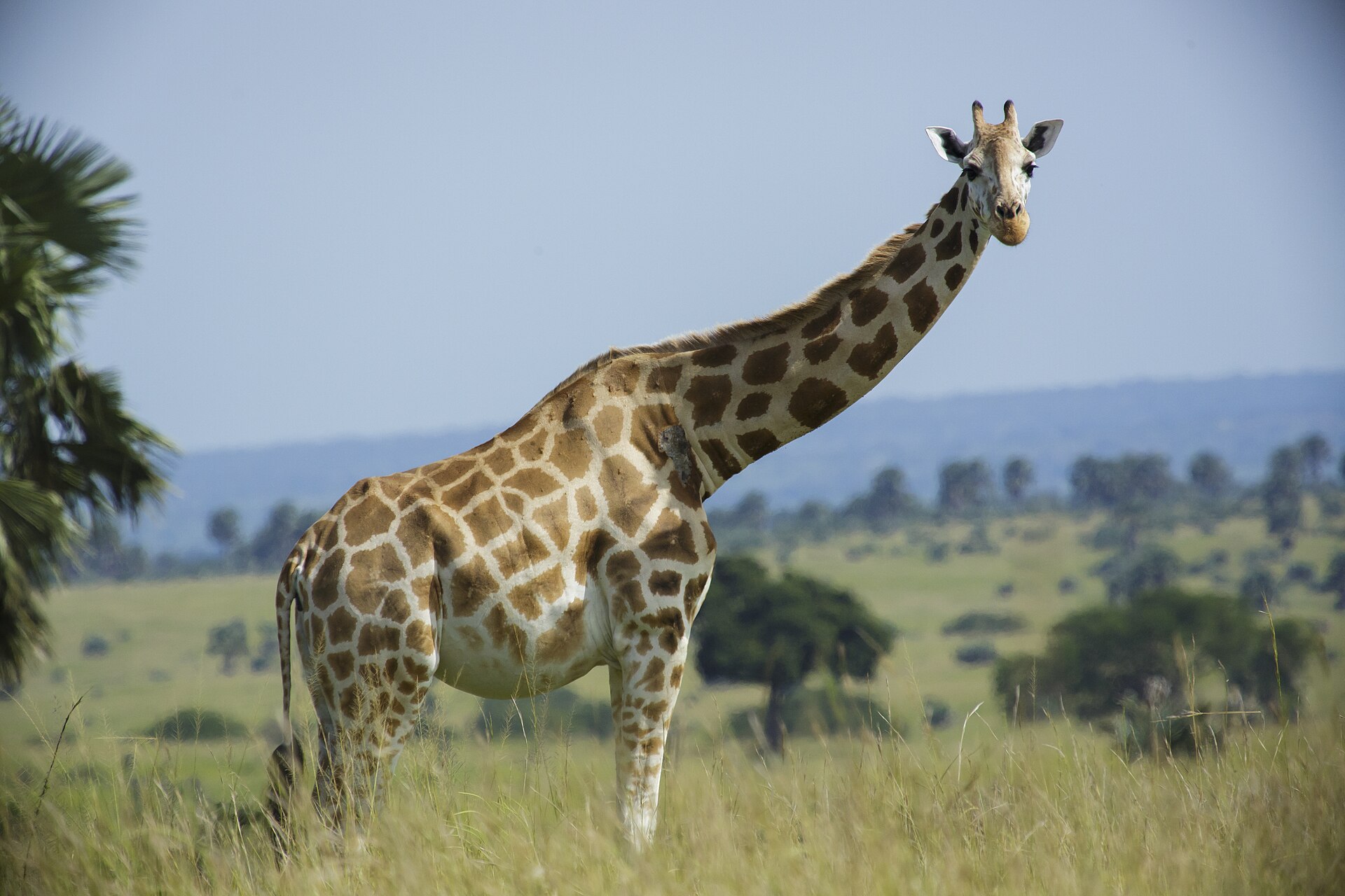 northern giraffe
