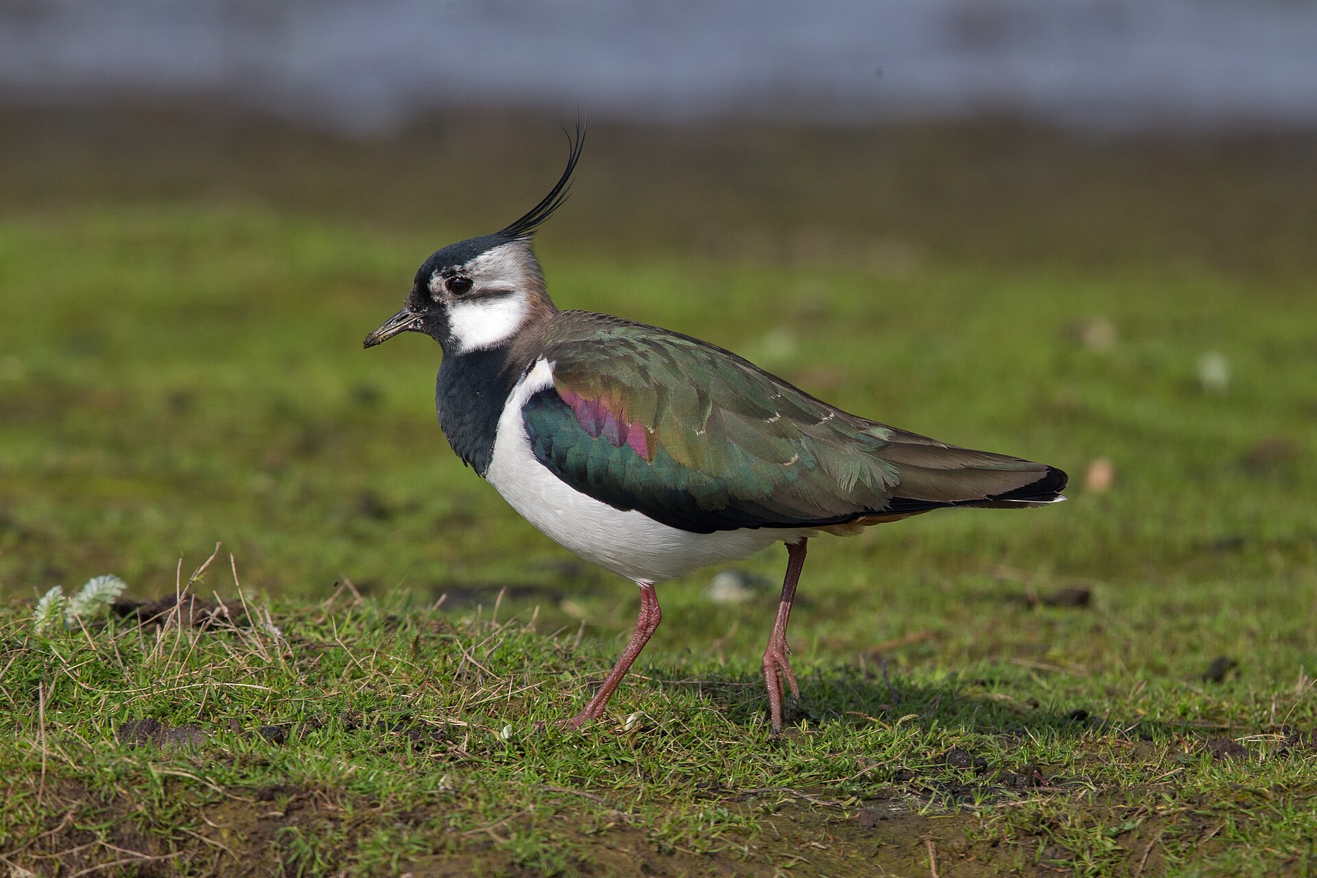 Northern Lapwing