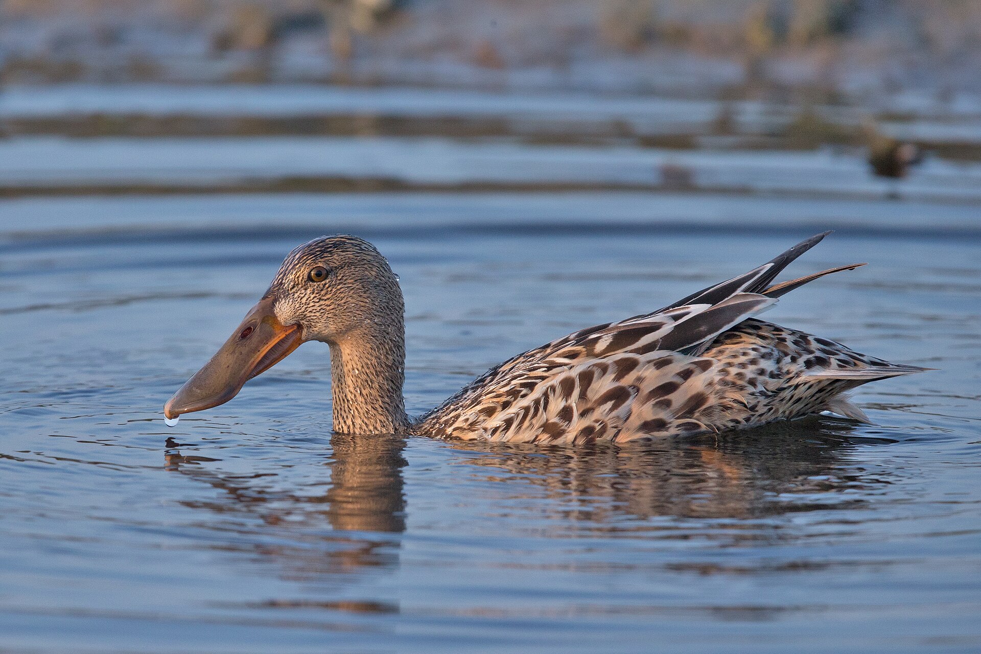 Northern Shoveler