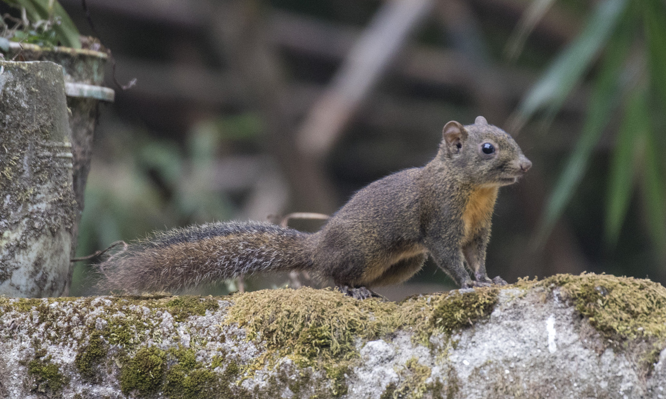 Orange-bellied Himalayan squirrel