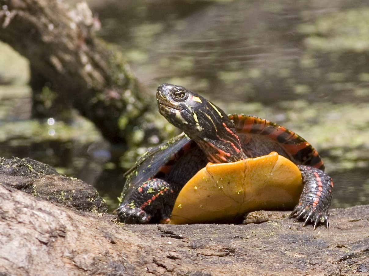 painted turtle