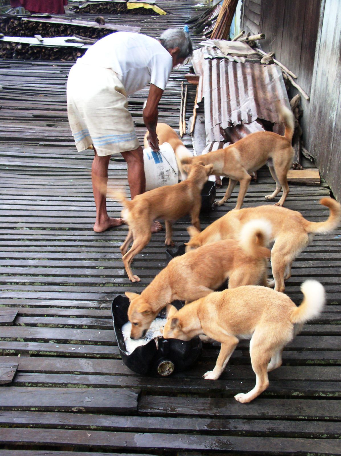 Pariah dog