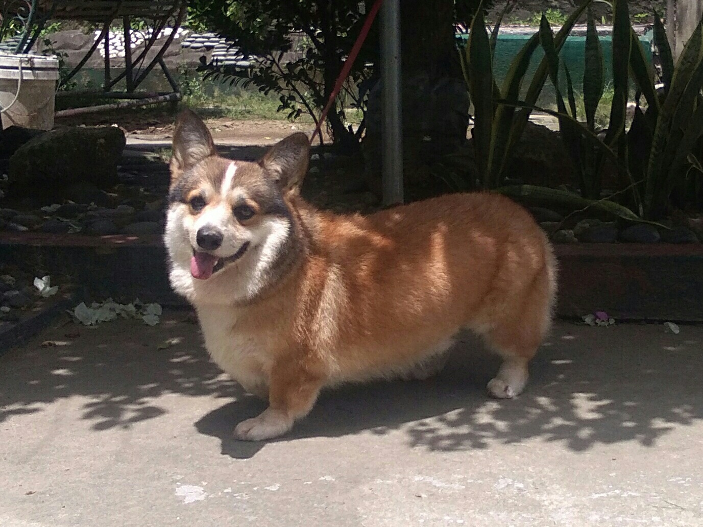 Pembroke Welsh Corgi