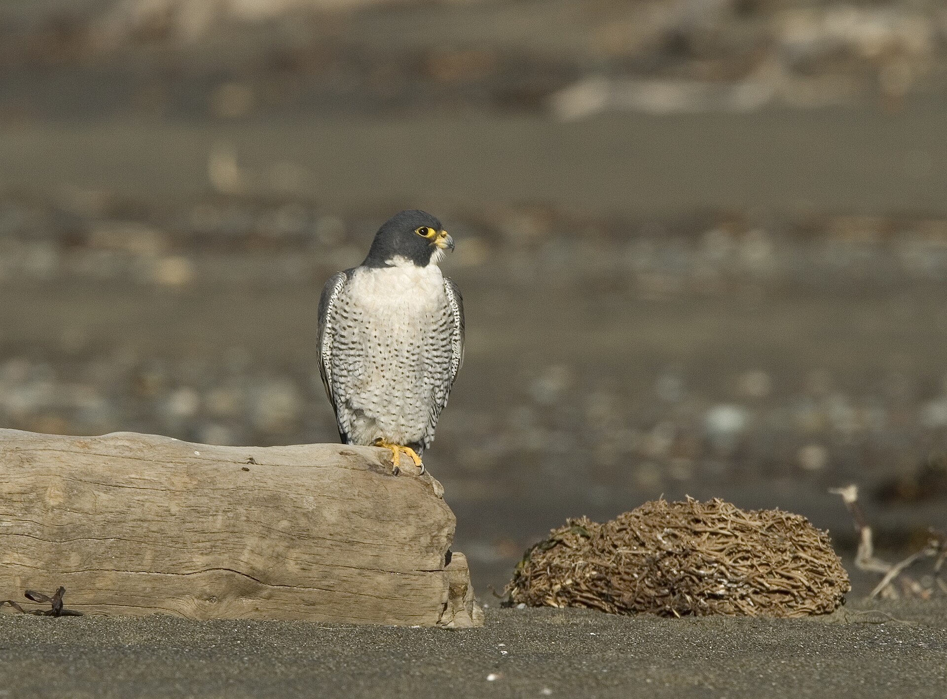 Peregrine Falcon