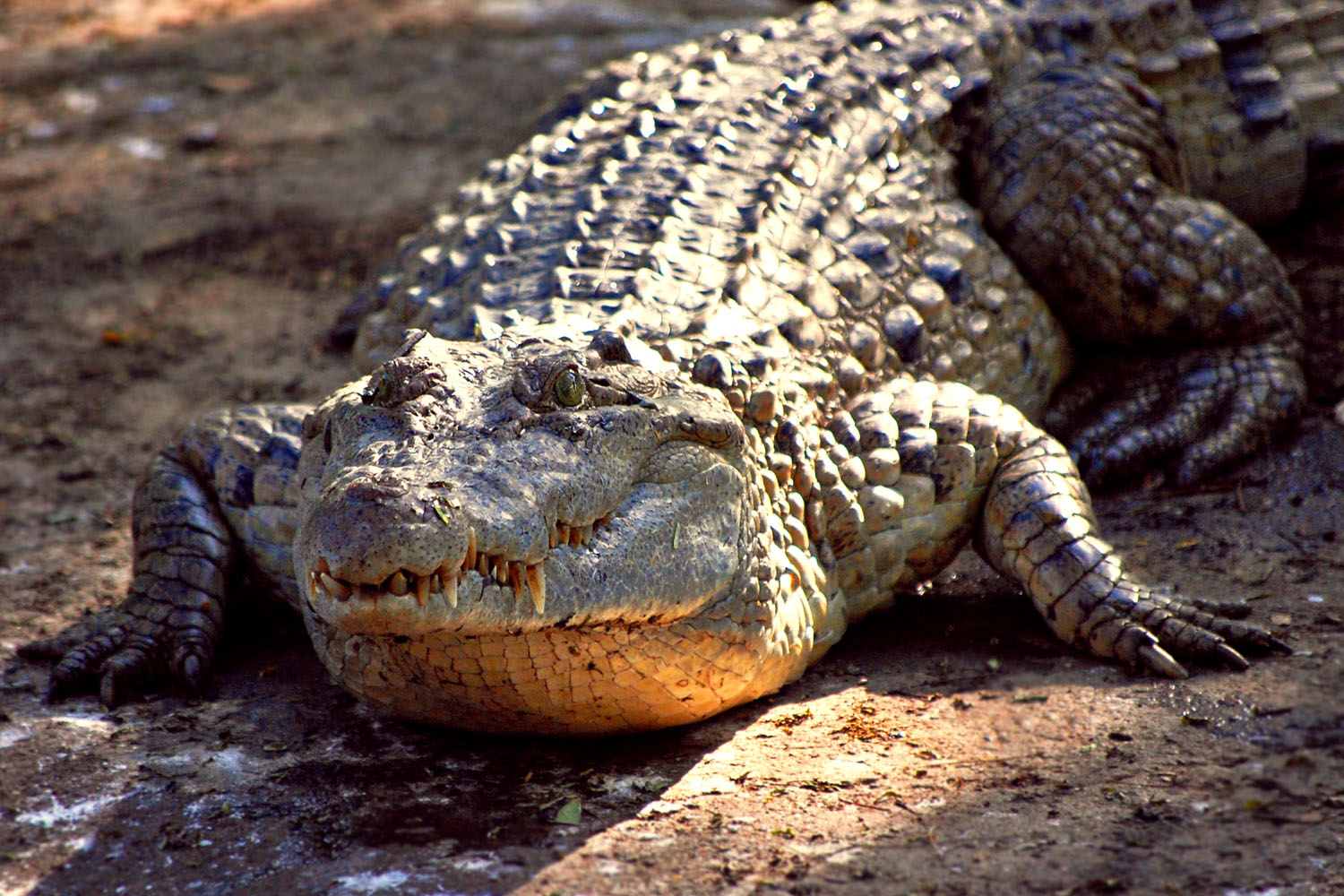 Philippine crocodile