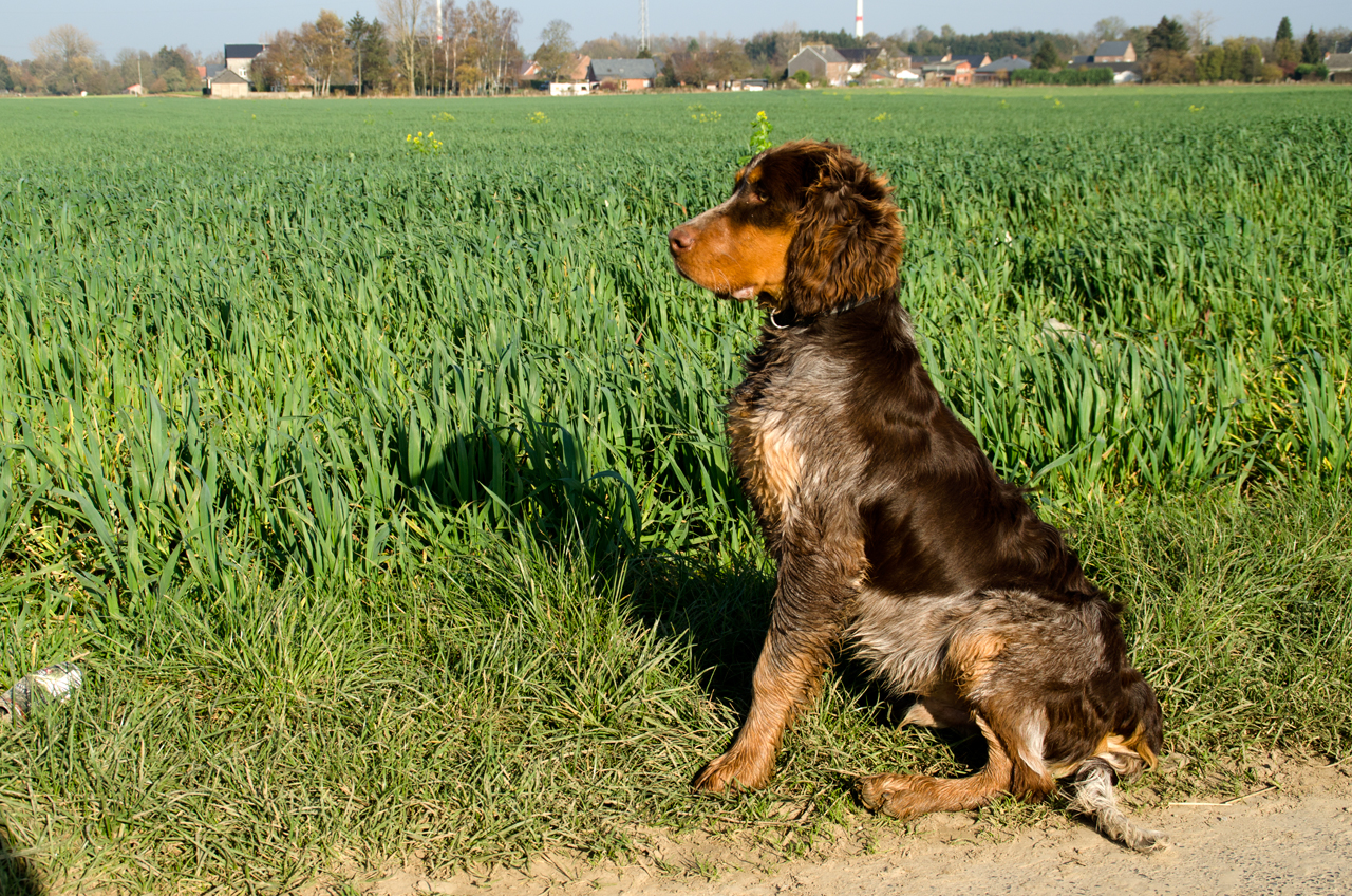 Picardy Spaniel