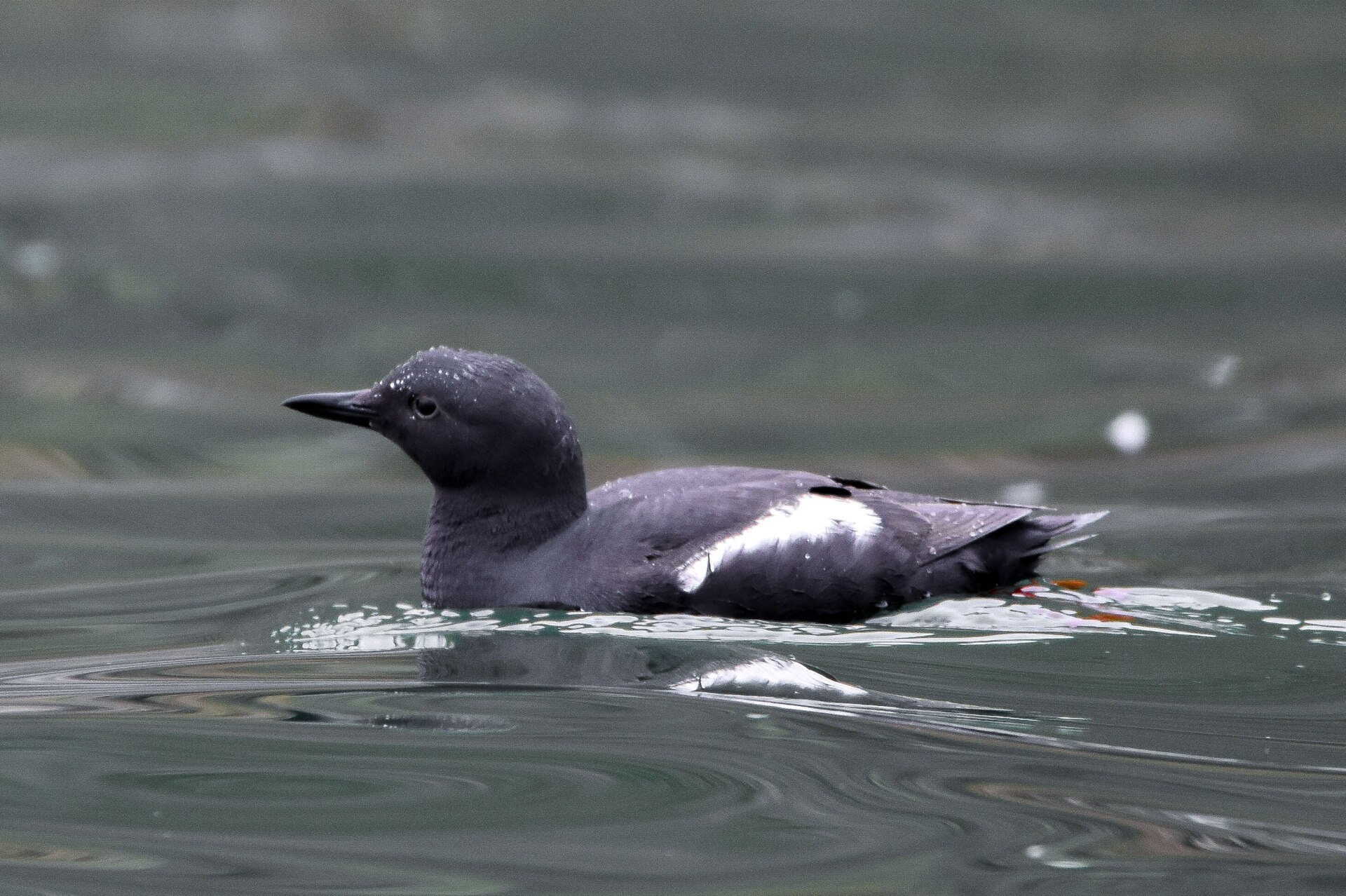 Pigeon Guillemot