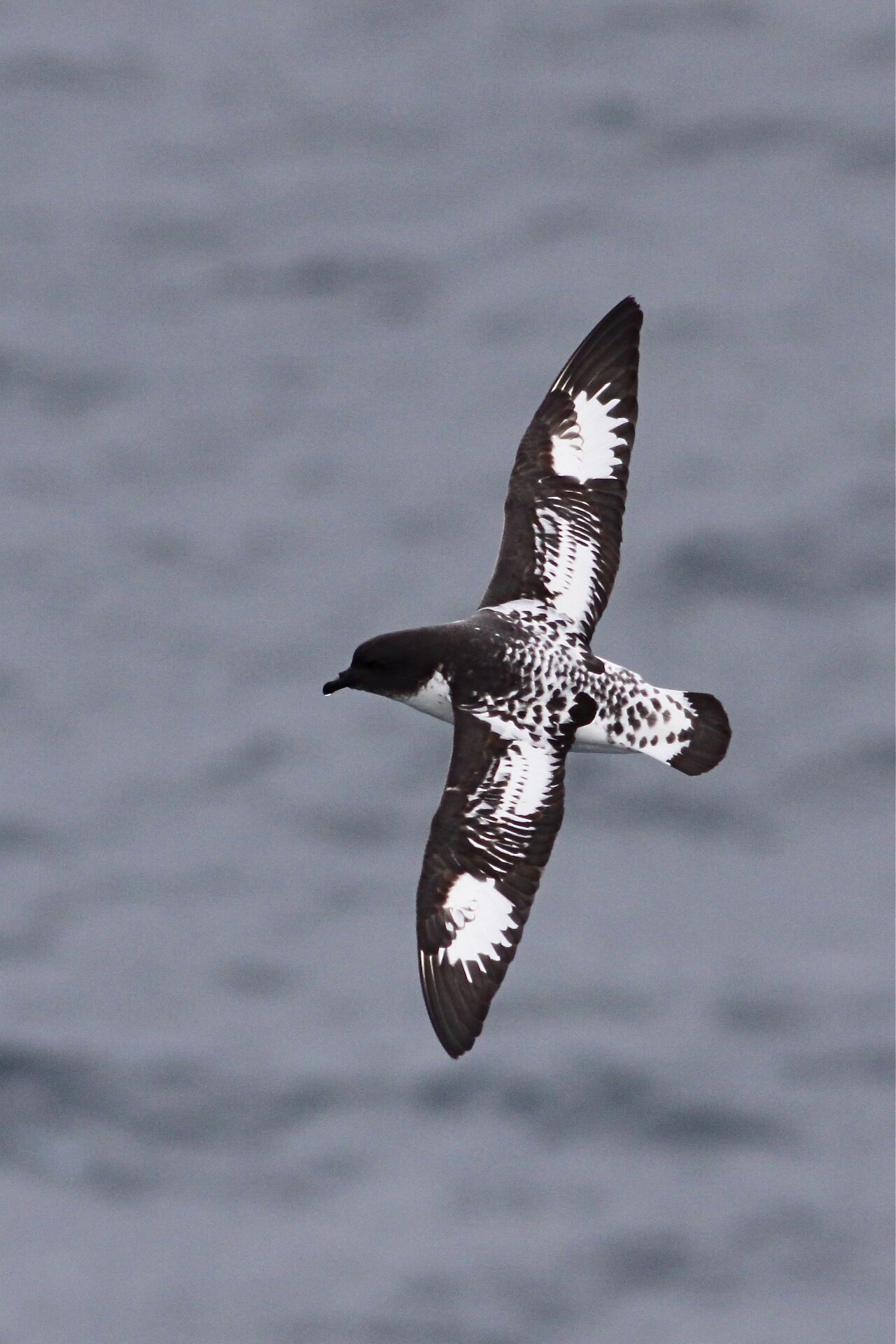 Pintado Petrel