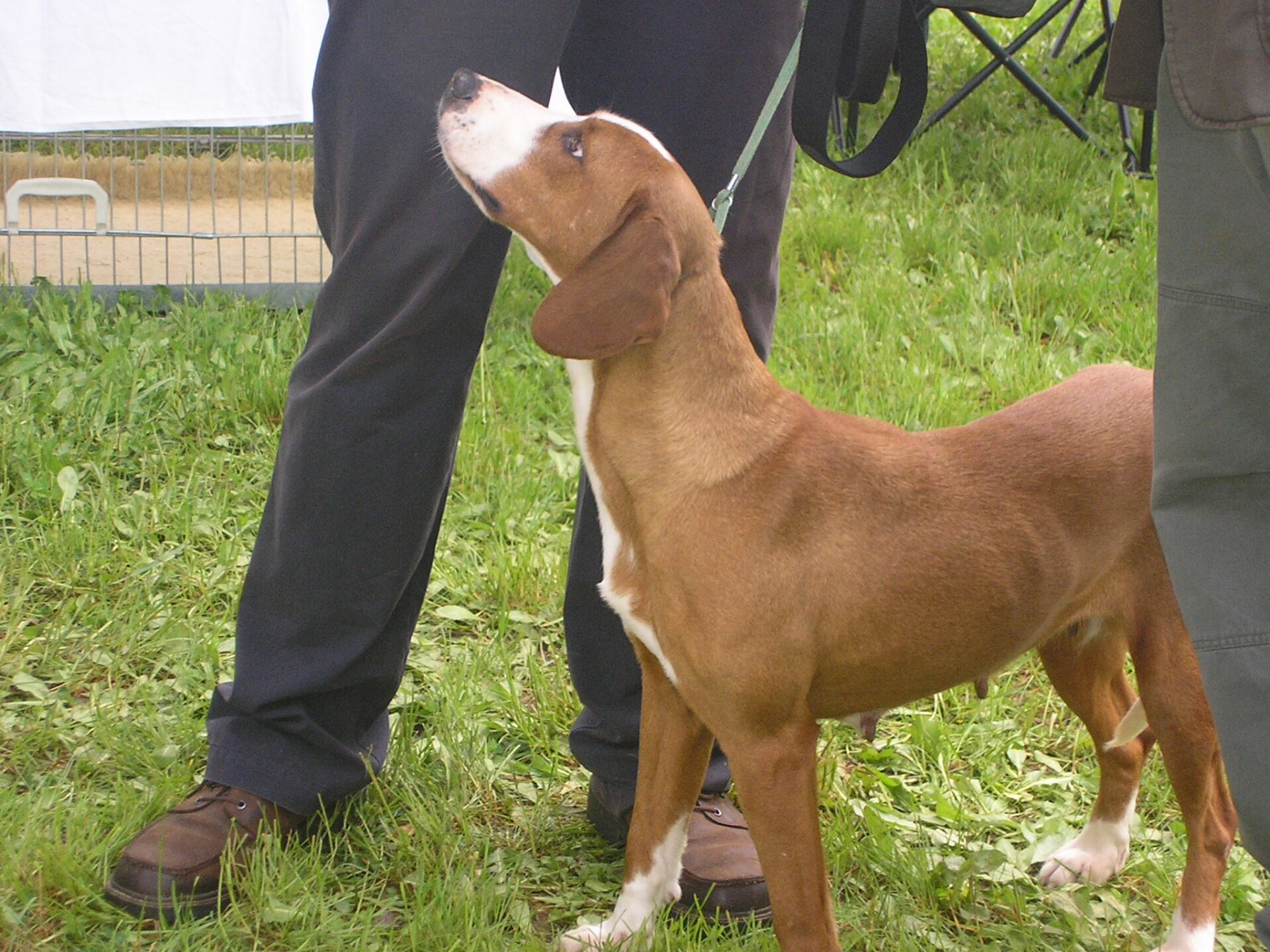 Posavac Hound