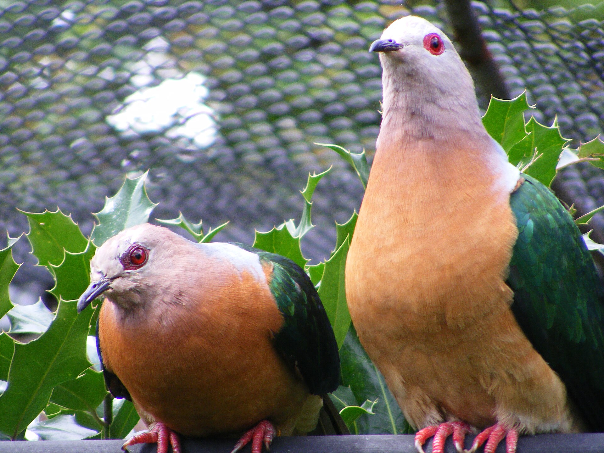 Purple-tailed Imperial Pigeon