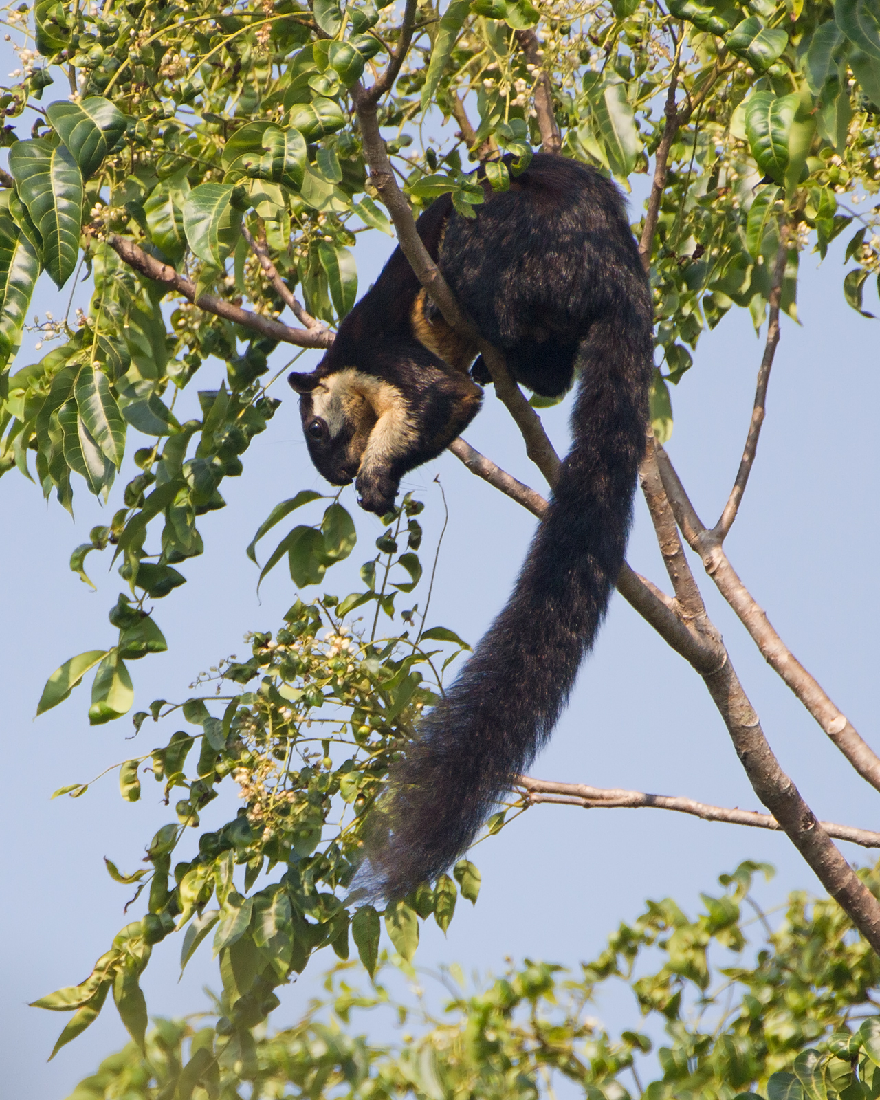 Ratufa bicolor