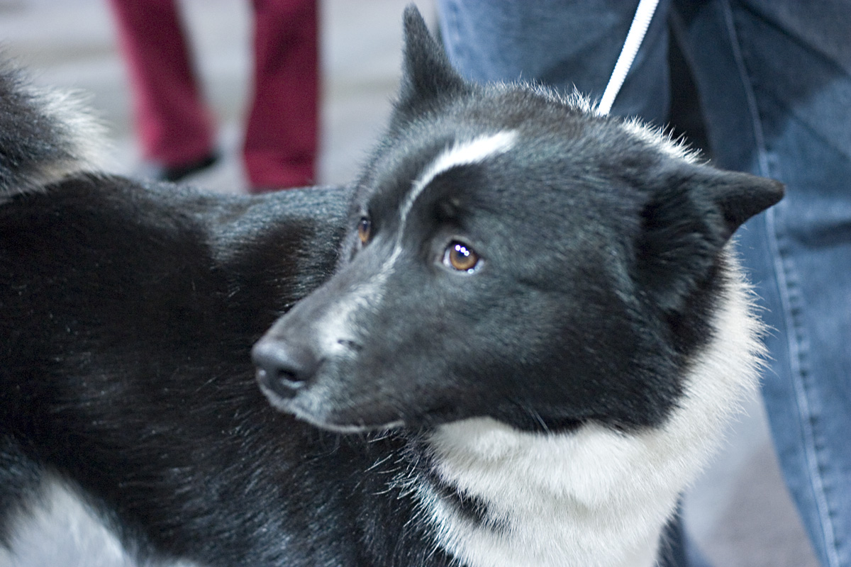 Russo-European Laika